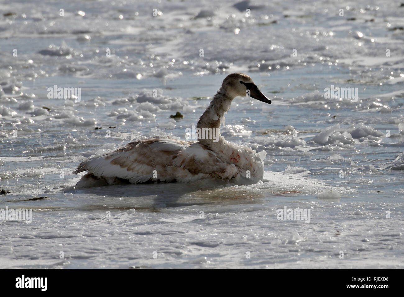 Couper le cygne blessé et sanglant Banque D'Images