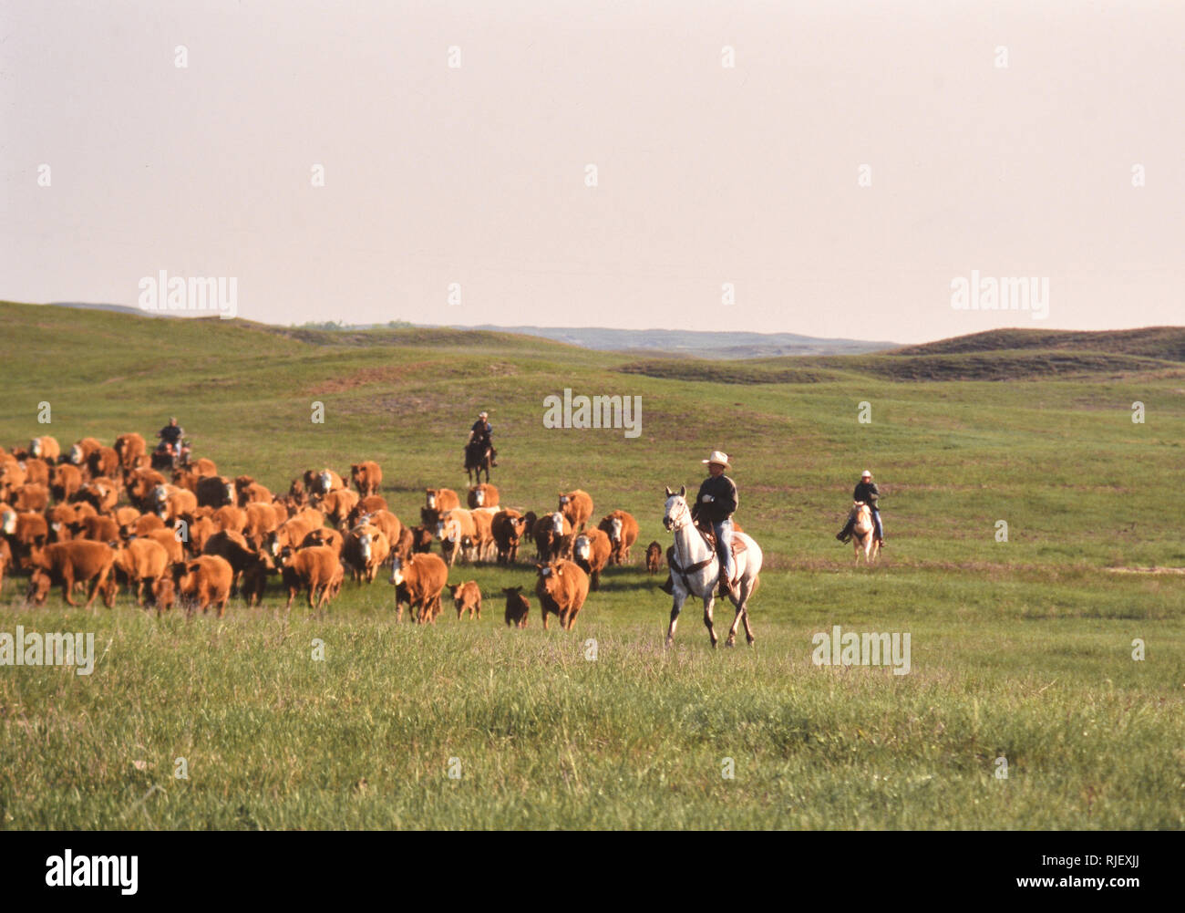 Rassemblement des cow-boys au cours d'une ronde de printemps les veaux jusqu'à l'Ohio ranch Banque D'Images