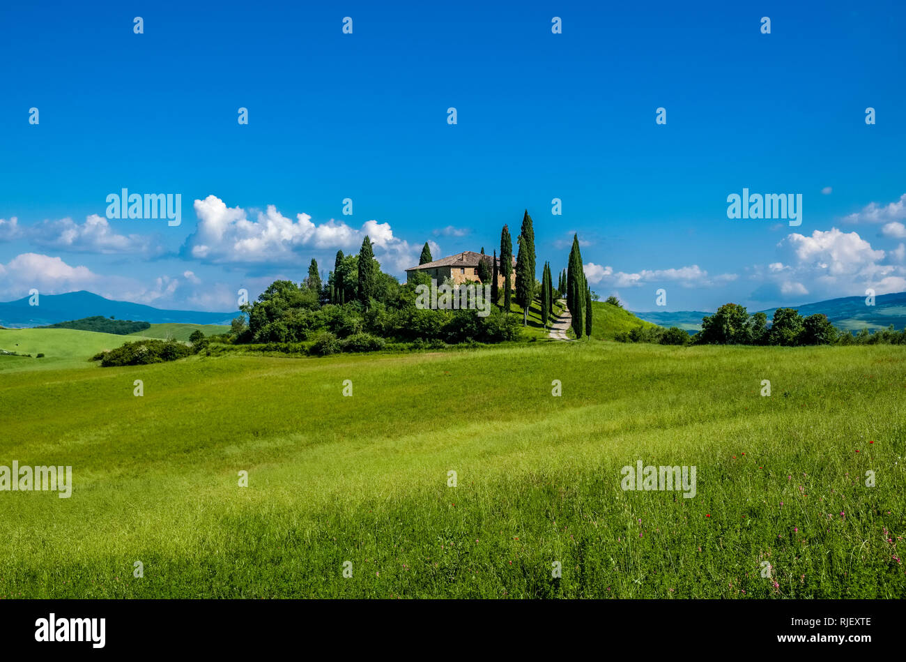 Vallonné typique campagne toscane, dans le Val d'Orcia avec la ferme Podere Belvedere sur une colline, les champs et les cyprès Banque D'Images