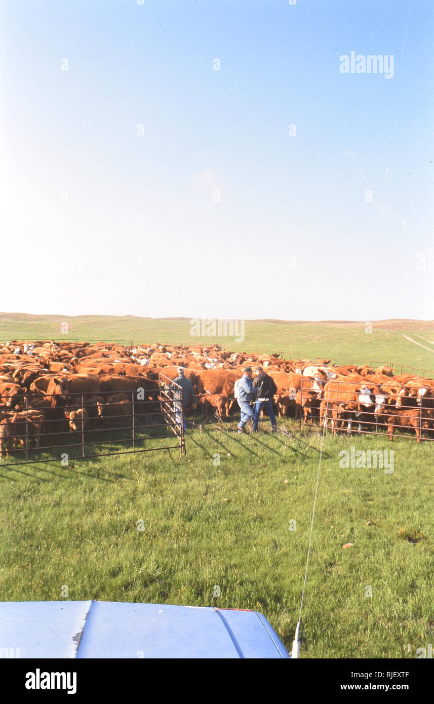 Rassemblement des cow-boys au cours d'une ronde de printemps les veaux jusqu'à l'Ohio ranch Banque D'Images
