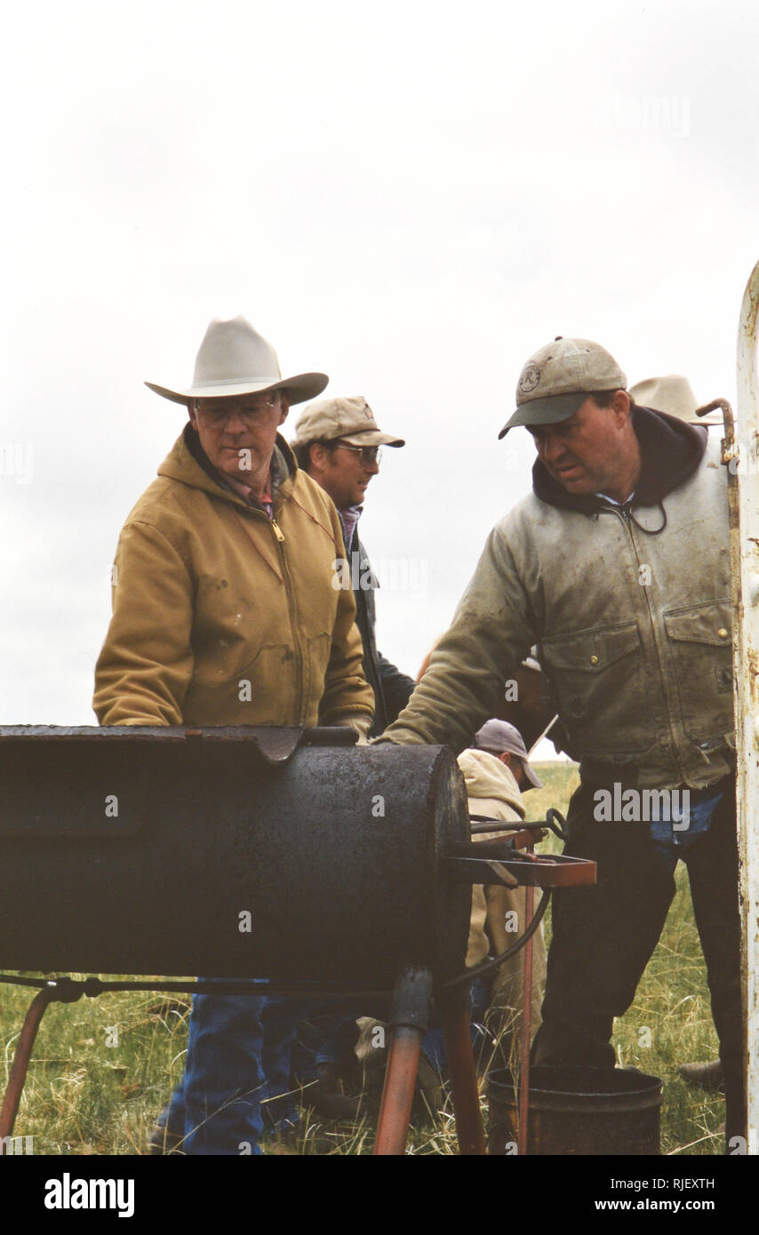 Cowboy avec fer à marquer sur un ranch du Nebraska au cours de printemps annuel marquage Banque D'Images