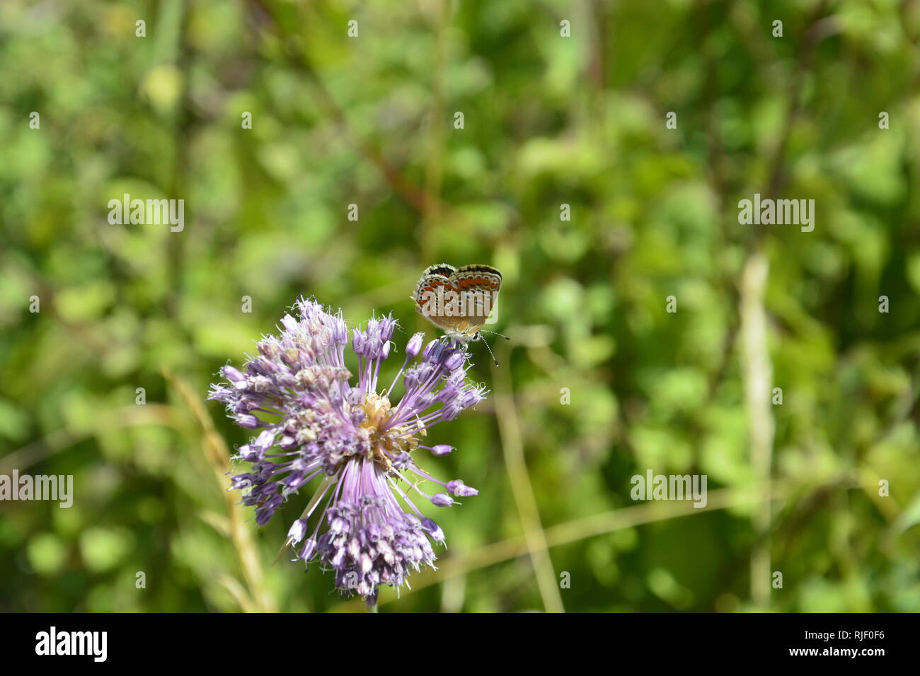 Butterfly on flower Banque D'Images