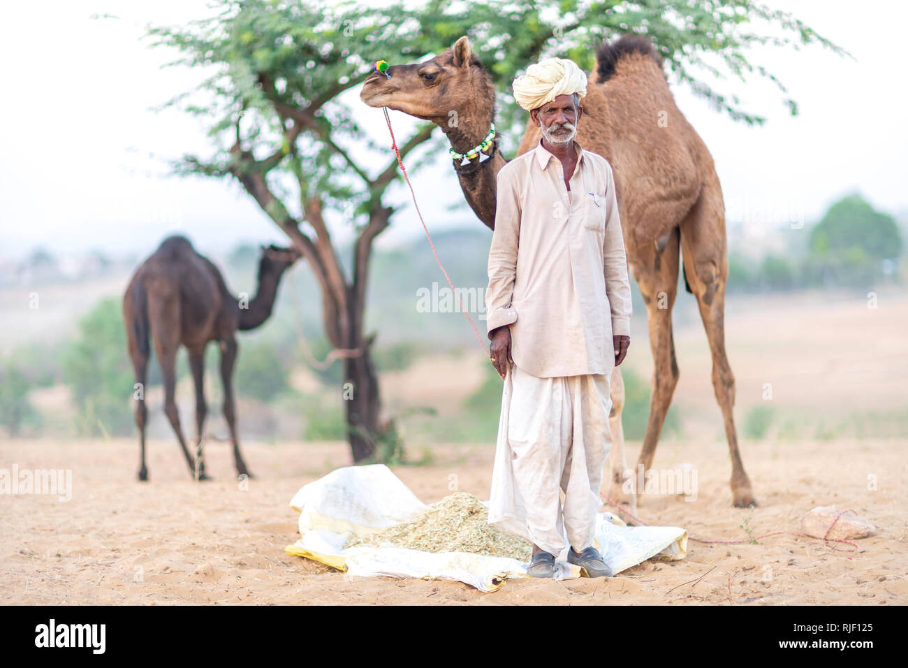 Les hommes indiens et son chameau dans le désert du Thar en dromadaire Pushkar Mela près de ville sainte Pushkar. Ce salon est le plus grand salon commercial de chameaux dans le monde. Banque D'Images