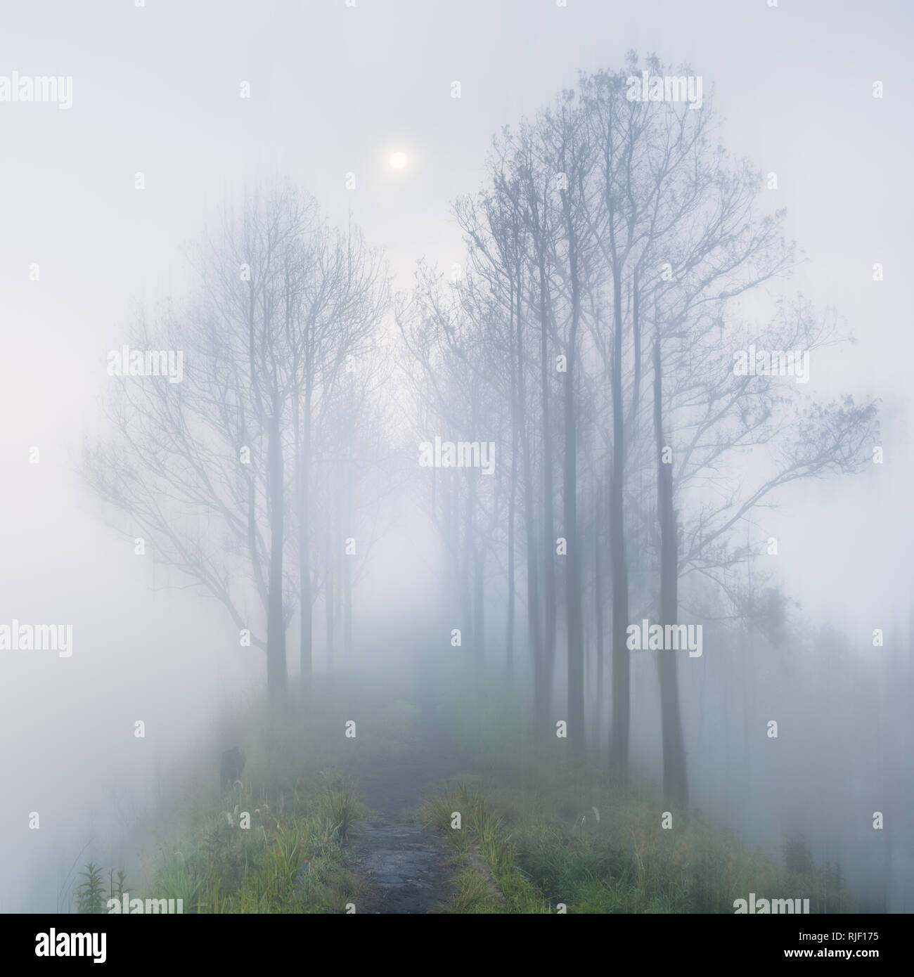 Mystère brumeux moonlight dans long chemin avec des arbres / personne Banque D'Images