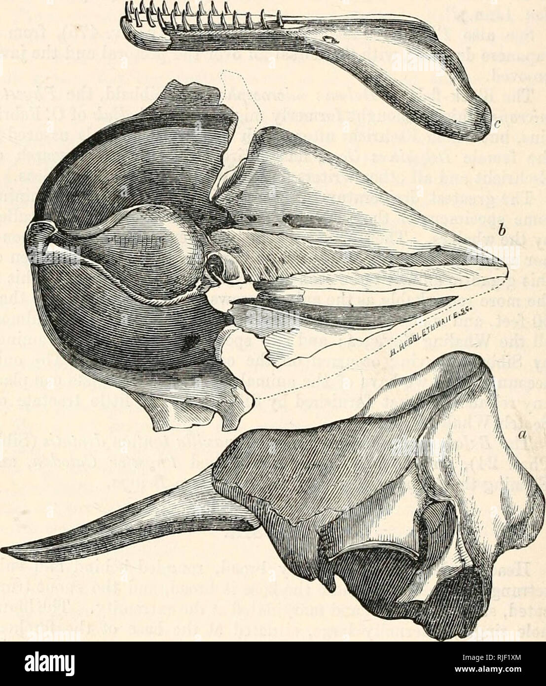 . Catalogue des phoques et baleines dans le ... Musée. 210 CATOBONTID^, osseuse près de l'occiput. La mâchoire inférieure à l'échelle, les branches ayant condyles devant united par une courte symphyse étroite. Dents : aucun dans la mâchoire supérieure ; 13.13 dans la mâchoire inférieure, de forme conique, courbée. Physeter, sp., Blainv. Ann. Atiat. et Phys. ii. 335 Leçon, N. Reg. Anim. 201. Kogia, gris, Zool. Erehus Sf Terreur, 22 ; no de cat. La CETAC. B. M. 18. Euphysetes ( MacLeay, mur), Hist. Nouveau Cachalot, 1851,50,63, t. 2. Fig'. 56.. Le crâne et la mâchoire inférieure de Kogia breviceps. À partir de Blainville. " Le caractère le plus important de l'genu Banque D'Images