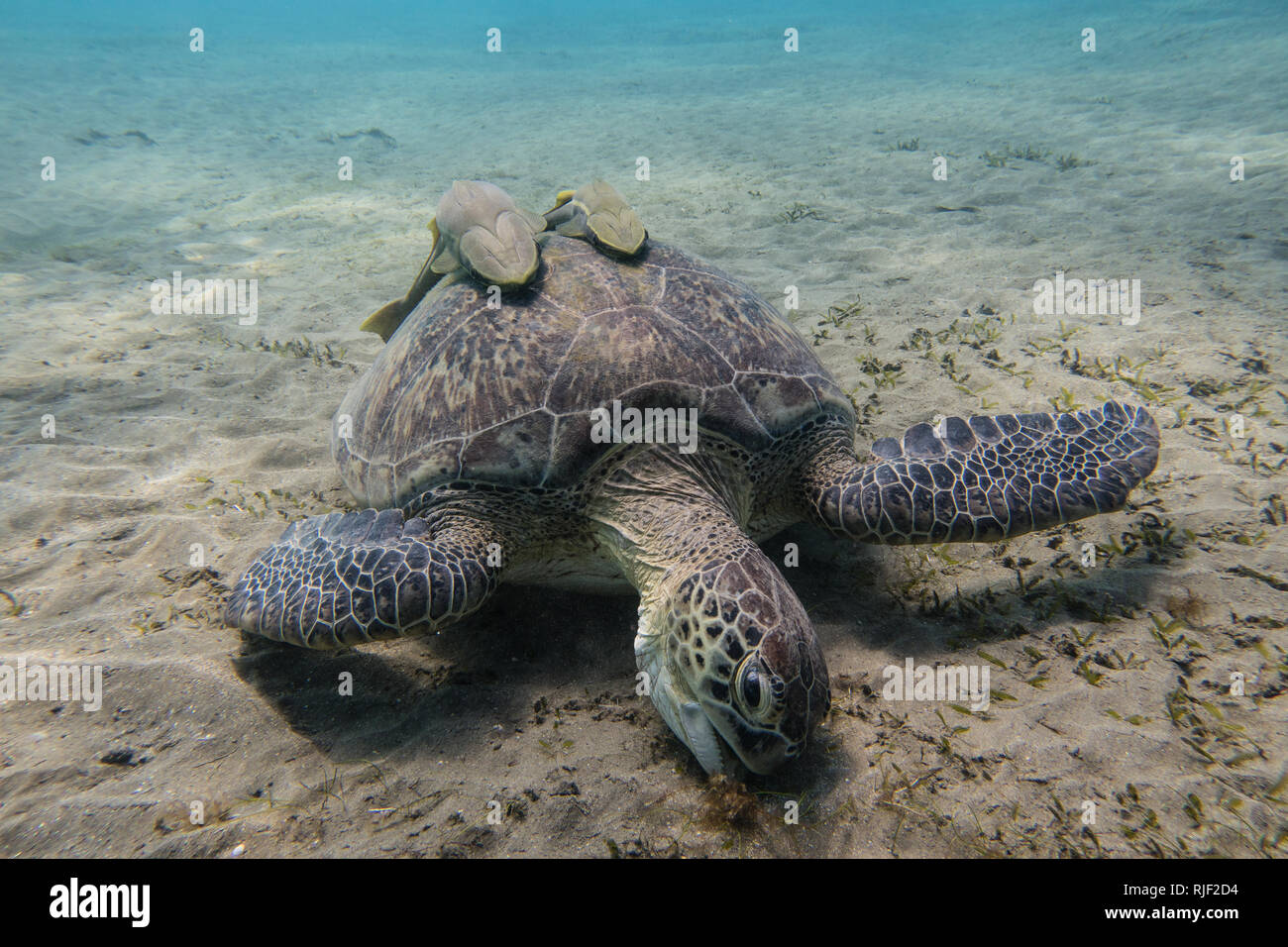 Tortue de mer avec deux poissons remora sur sa coquille de mer de pâturage d'herbe sur les fonds marins de sable de la Mer Rouge en Egypte Banque D'Images