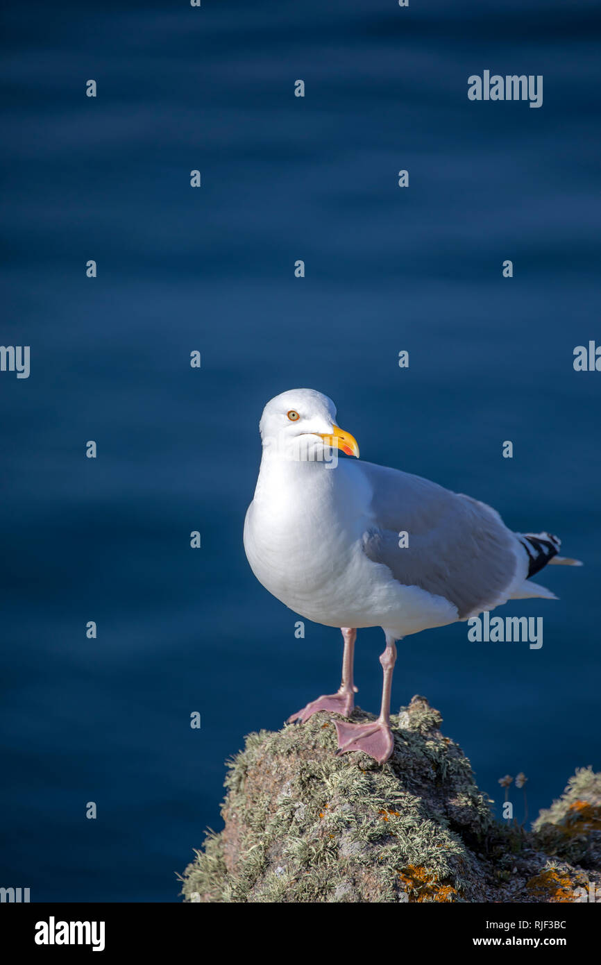 Près de Seagull beach Saye sur Alderney, Channel Islands. Banque D'Images