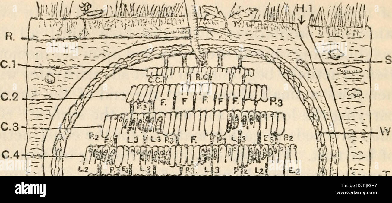 . Les abeilles et les guêpes. Les abeilles ; les guêpes. 46 abeilles et guêpes [CH.. Q.C.7. Veuillez noter que ces images sont extraites de la page numérisée des images qui peuvent avoir été retouchées numériquement pour plus de lisibilité - coloration et l'aspect de ces illustrations ne peut pas parfaitement ressembler à l'œuvre originale.. Dernier, H. Oswald Oswald (Hawkins), b. 1864. Cambridge [Eng. ] University Press New York G. P. Putnam's Sons Banque D'Images