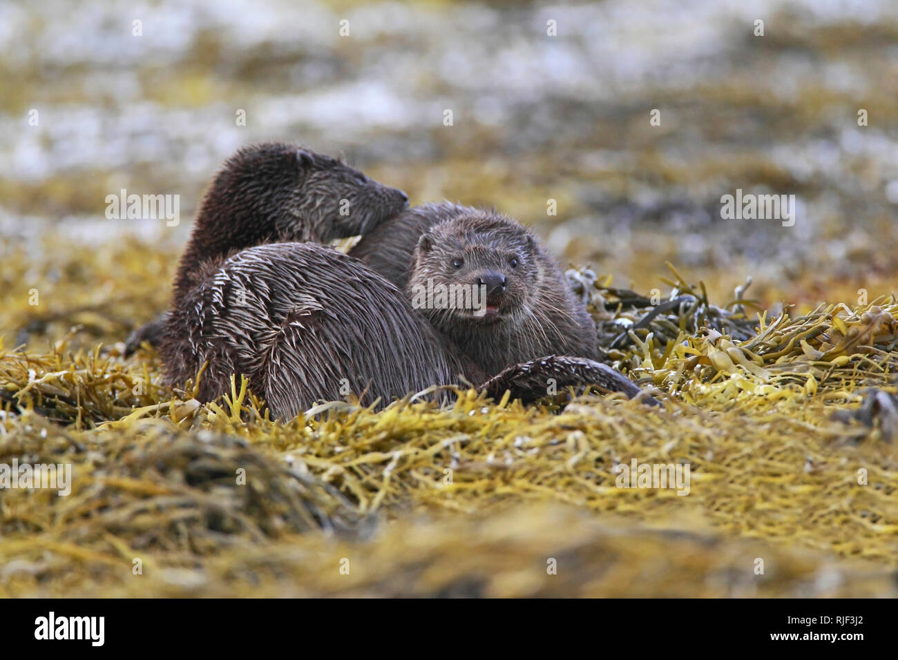 La loutre (Lutra lutra) mère se lisser son cub, Ecosse, Royaume-Uni. Banque D'Images