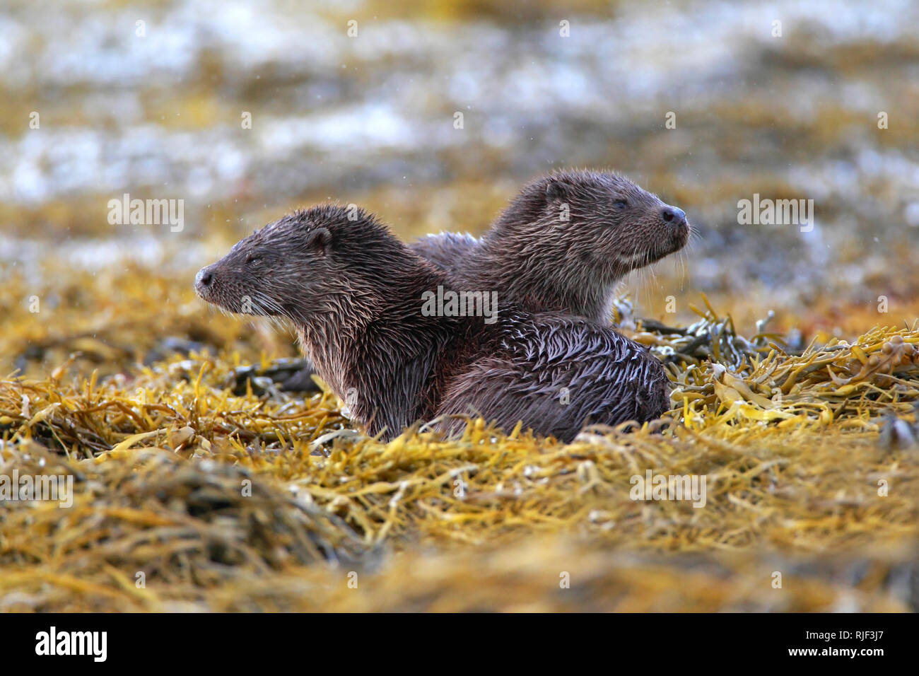 La loutre (Lutra lutra) mère et son petit, en Écosse, au Royaume-Uni. Banque D'Images