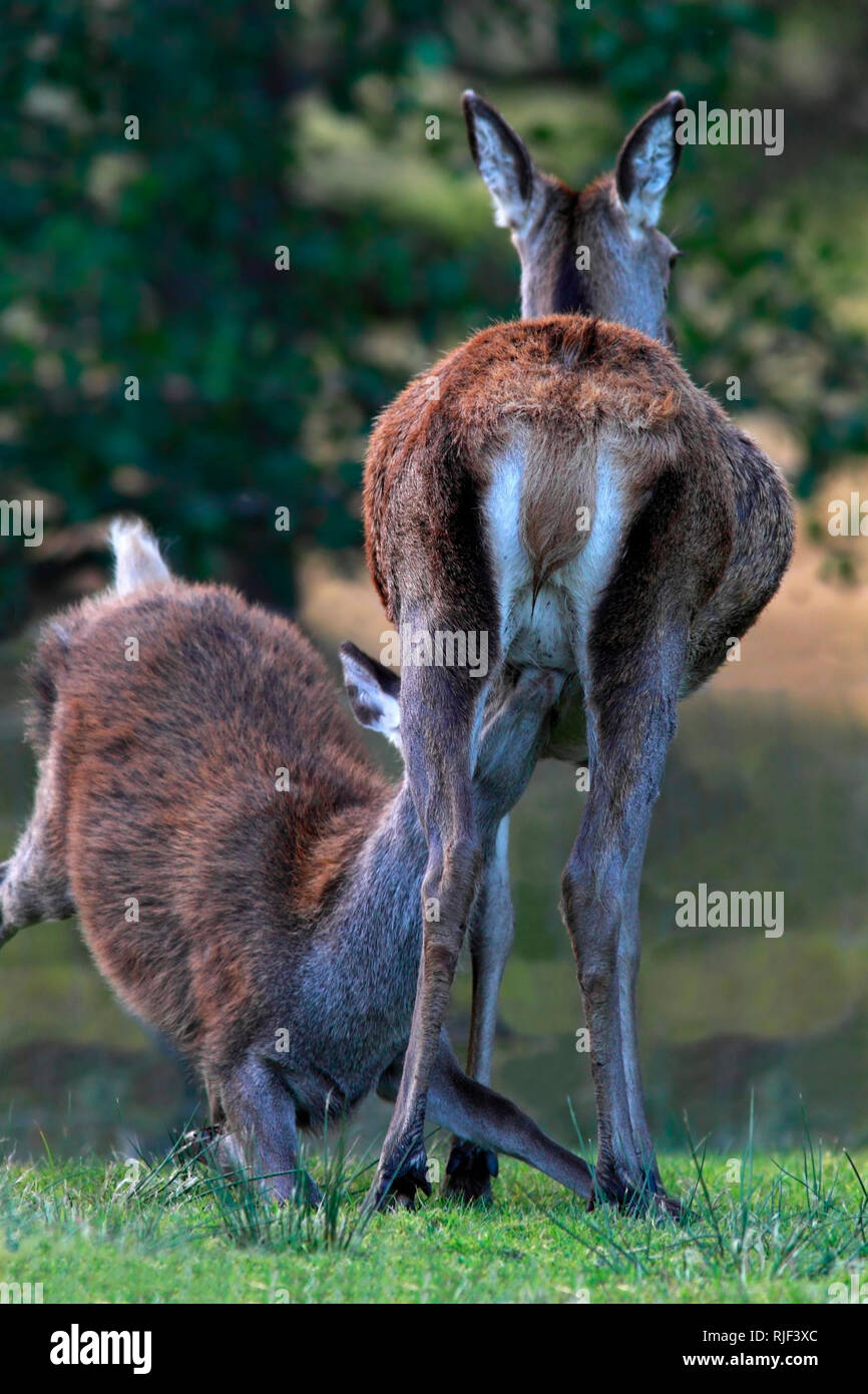 RED DEER (Cervus elaphus) calf suckling, Ecosse, Royaume-Uni. Banque D'Images