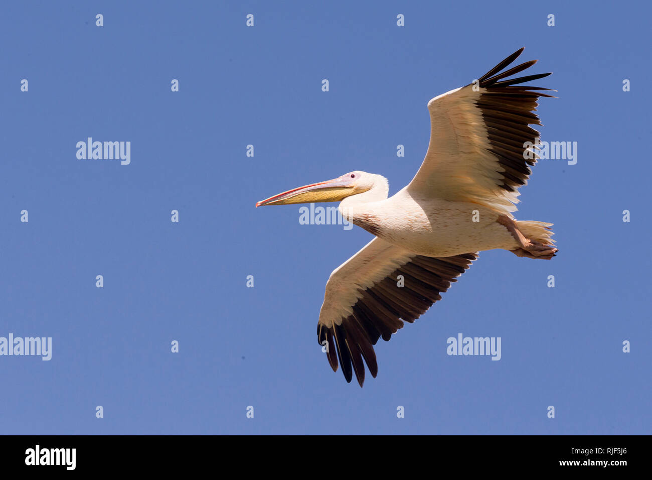 Grand Pélican blanc (Pelecanus onocrotalus), des profils en vol. Lac Ziway, Ethiopie Banque D'Images