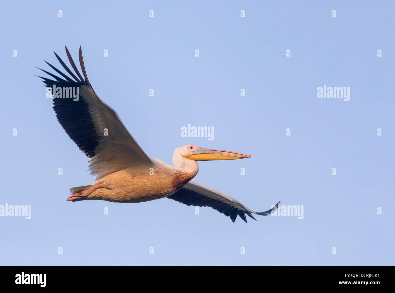 Grand Pélican blanc (Pelecanus onocrotalus), des profils en vol. Lac Ziway, Ethiopie Banque D'Images