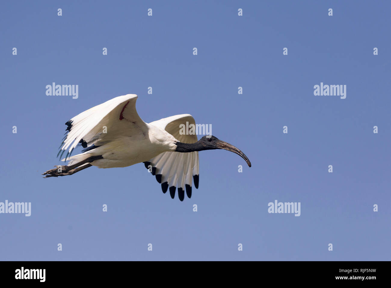 Ibis sacré (Threskiornis aethiopicus) en vol. Lac Ziway, Ethiopie Banque D'Images