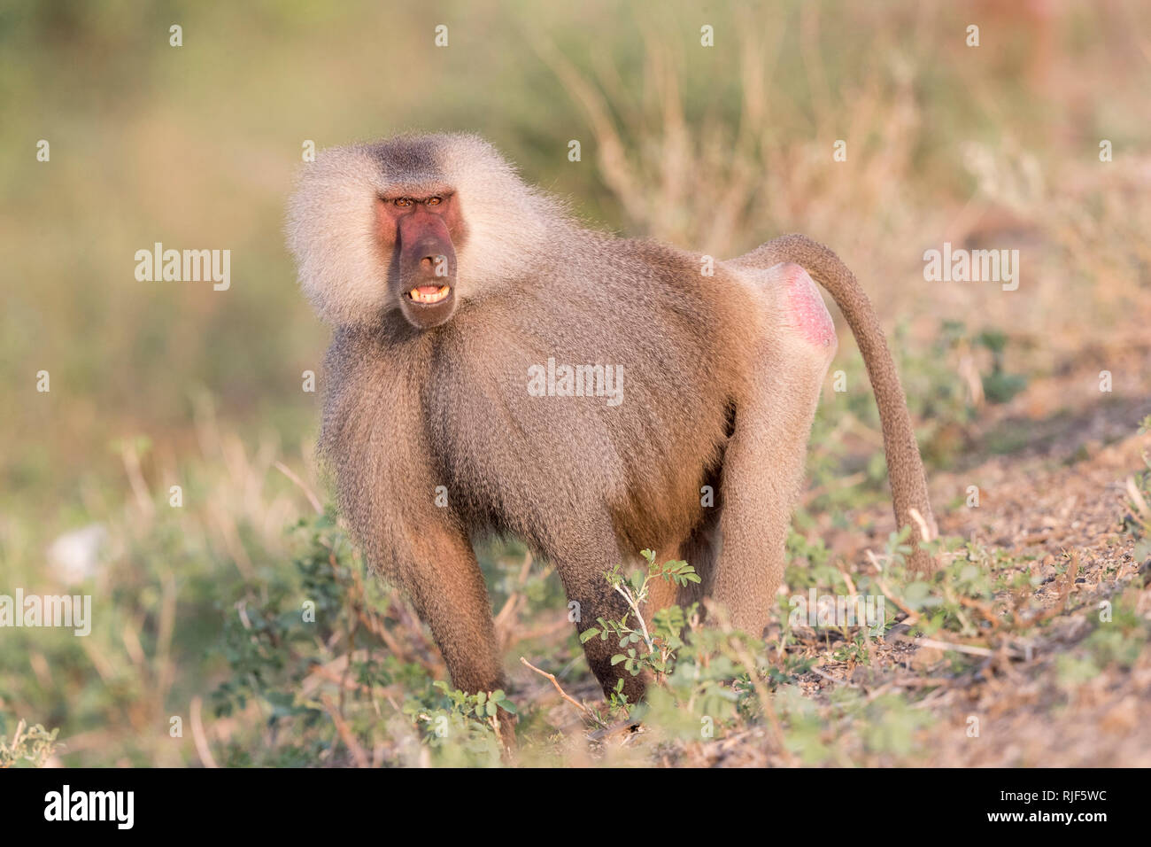 Le babouin Hamadryas (Papio hamadryas). Mâle dominant l'article. Parc national Awash, en Éthiopie Banque D'Images