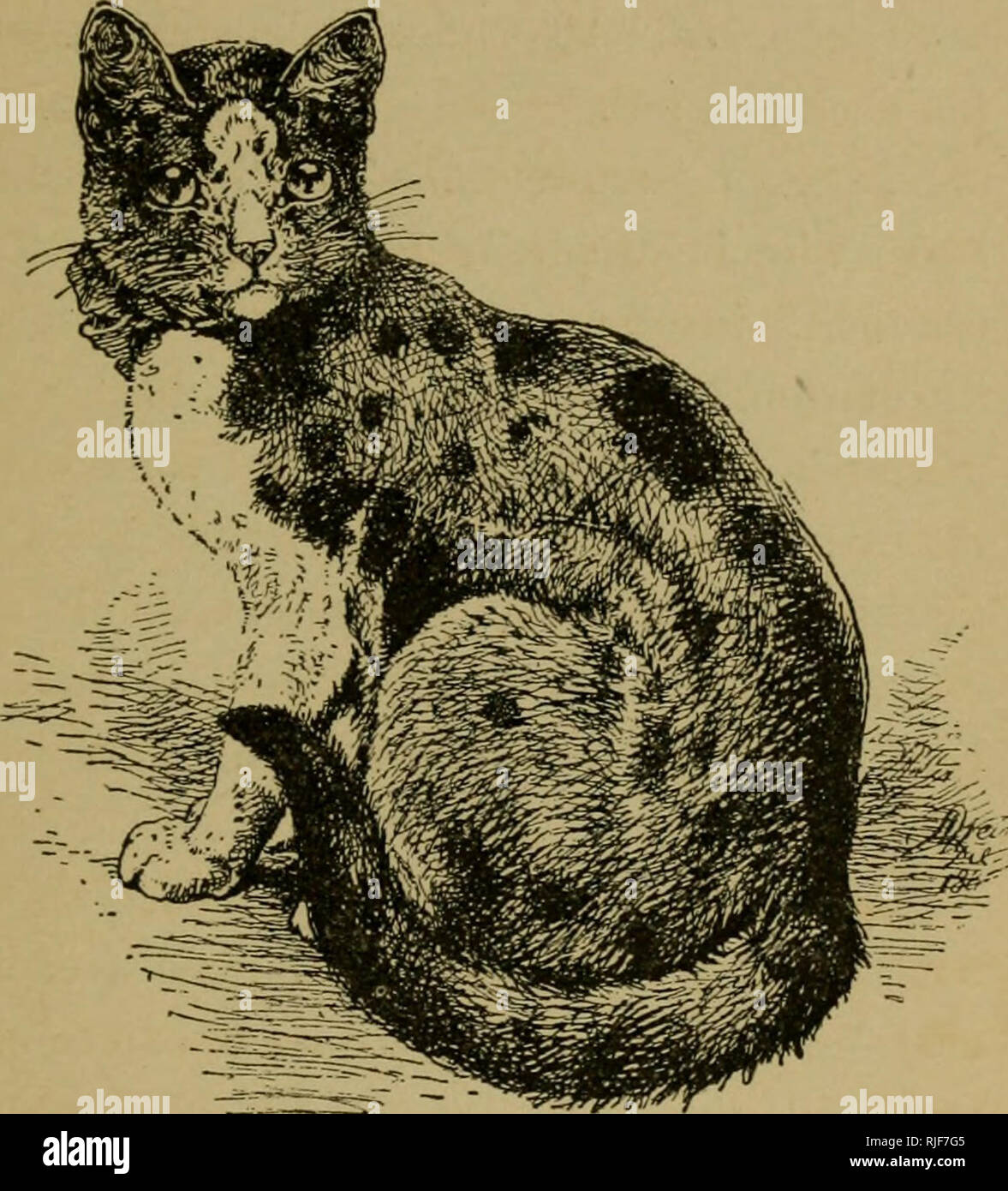 . Le chat, un guide pour la classification et variétés de chats et un court-circuit sur les traités, les maladies, les soins et le traitement. Les chats. 51 variétés Il ne devrait pas y avoir d'approcher toute à l'brownisli ou bauds Tabby et de couleur grisâtre de la tabby. C'est un cm-reconnaissances fait cela. Fig. 12.-écaille de tortue et blanc. Les chatons mâles de l'Écaille de tortue et blanc Cat viennent habituellement un Red Tabby, ou d'un Red tabby et blanc. Une bonne strong blaze sur. Veuillez noter que ces images sont extraites de la page numérisée des images qui peuvent avoir été retouchées numériquement pour plus de lisibilité - coloration et apparition de th Banque D'Images