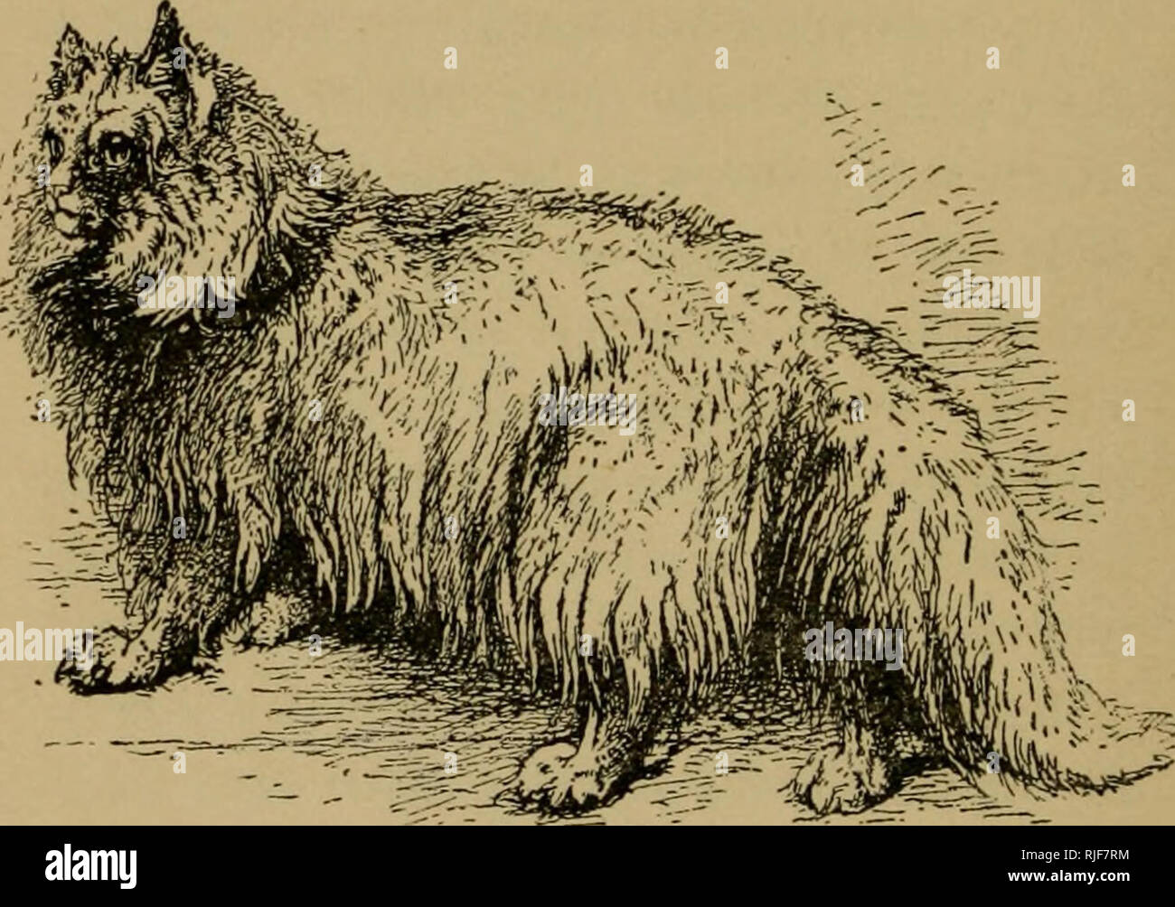 Le Chat Un Guide Pour La Classification Et Varietes De Chats Et Un Court Circuit Sur Les Traites Les Maladies Les Soins Et Le Traitement Les Chats 40 Le Chat Le Angoba Le Chat Un Guide Pour La Classification Et Varietes De Chats Et Un Court Circuit Sur Les Traites Les Maladies Les Soins Et Le Traitement Les Chats 40 Le Chat Le Angoba