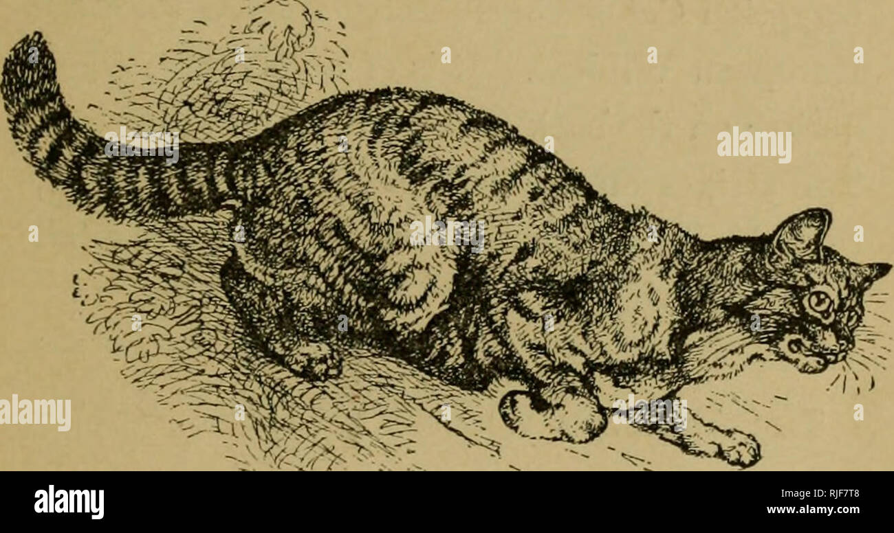 Le Chat Un Guide Pour La Classification Et Varietes De Chats Et Un Court Circuit Sur Les Traites Les Maladies Les Soins Et Le Traitement Les Chats Rarleties 33 Differe De La