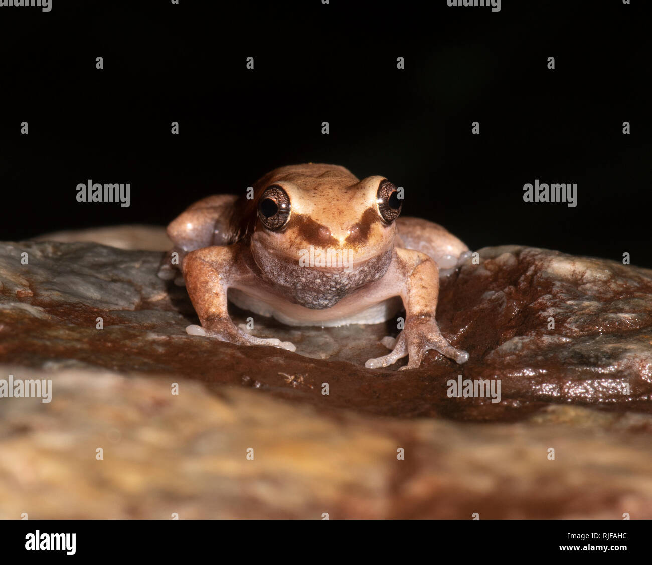 Desert Tree frog (Litoria rubella) sur l'avant, Cairns, Far North Queensland, Queensland, Australie, FNQ Banque D'Images