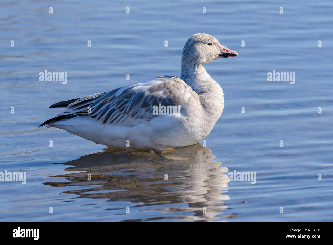 La Petite Oie des neiges, Chen caerulescens, Burnaby Lake Regional Park, Burnaby, Colombie-Britannique, Canada Banque D'Images