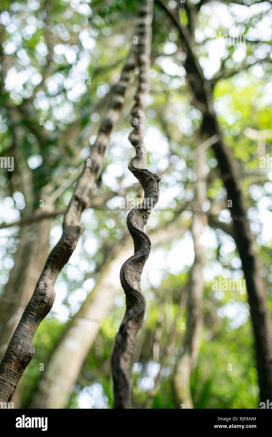 Le feuillage de la forêt tropicale : Liana vigne jungle ondulées. Le Parc National Tayrona, Colombie. Sep 2018 Banque D'Images
