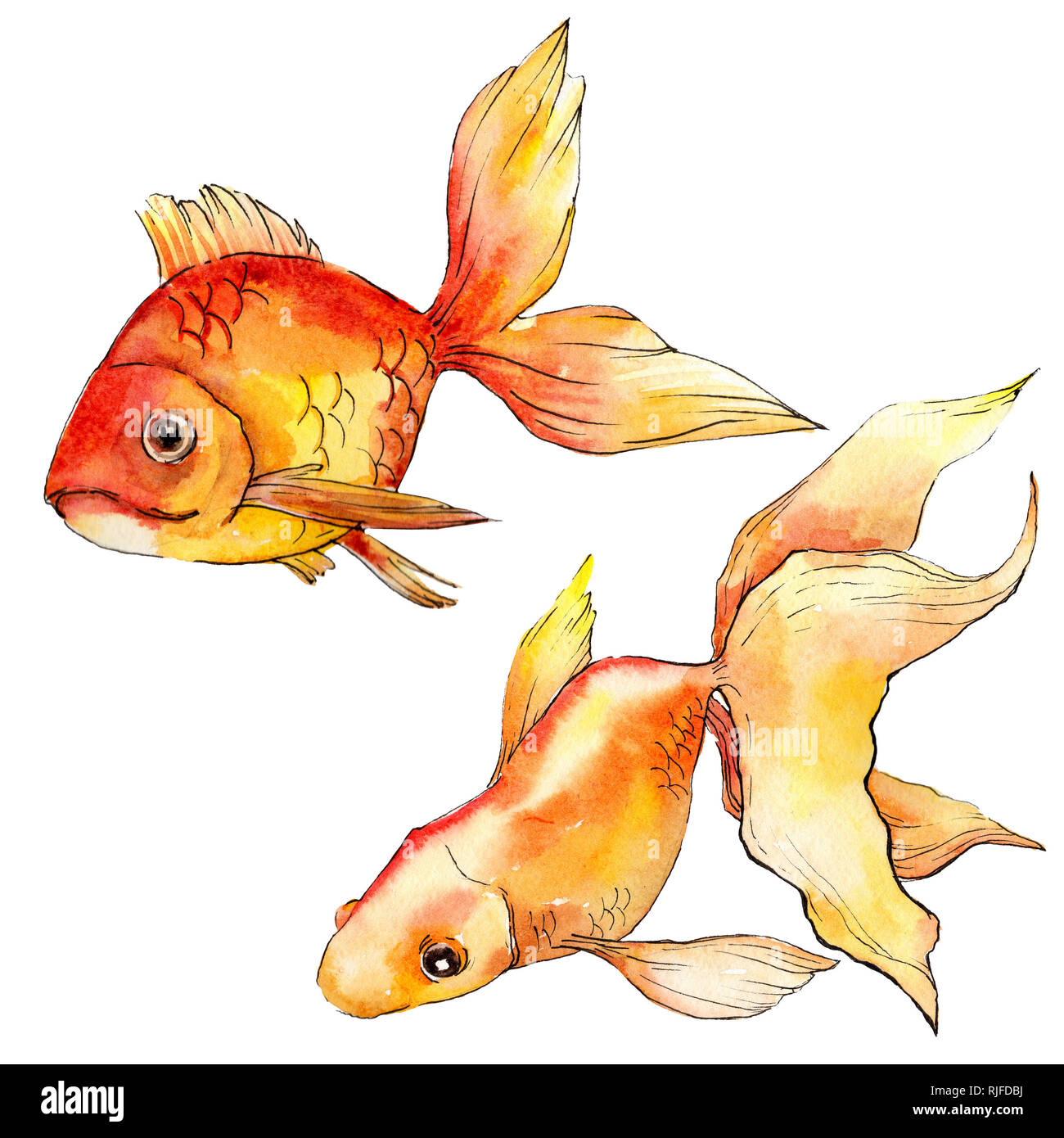Aquarelle sous-marine aquatique poissons rouges tropicaux colorés. Mer Rouge et poissons exotiques à l'intérieur. Illustration d'arrière-plan. Aquarelle Dessin fashi Banque D'Images