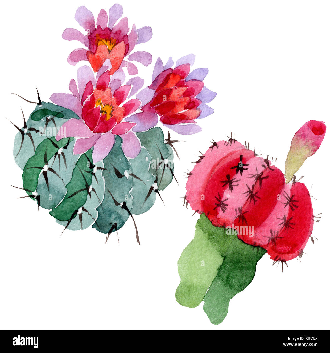 Rouge Vert Floral Fleur De Cactus Jardin Botanique Lame De
