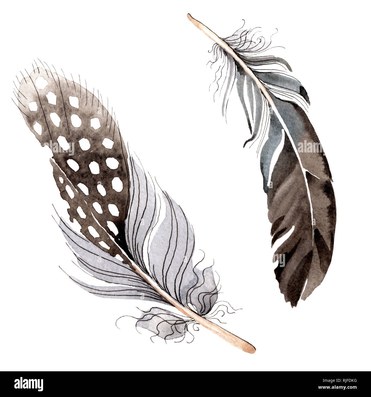 L'aquarelle bleue et noire, plume d'oiseau de wing isolés. Plume aquarelle pour le fond. Aquarelle Dessin de la mode. Plumes isolées illustrati Banque D'Images