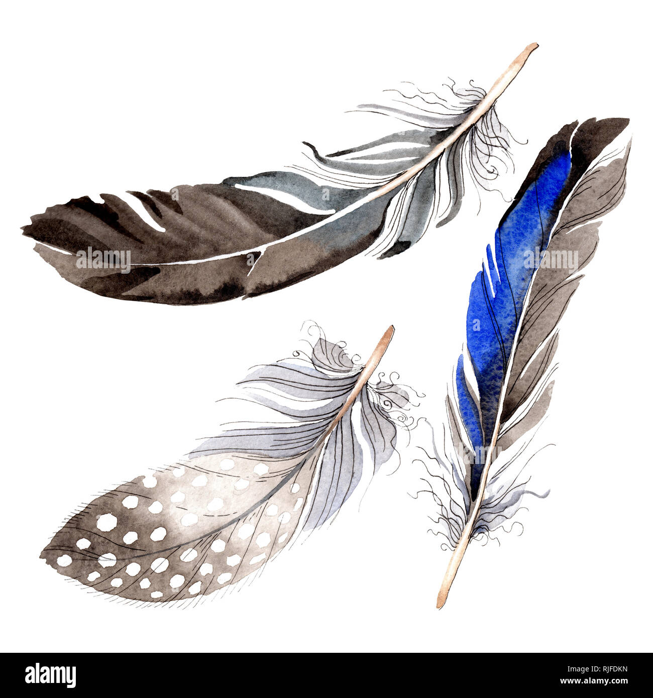 Laquarelle Bleue Et Noire Plume Doiseau De Wing Isolés