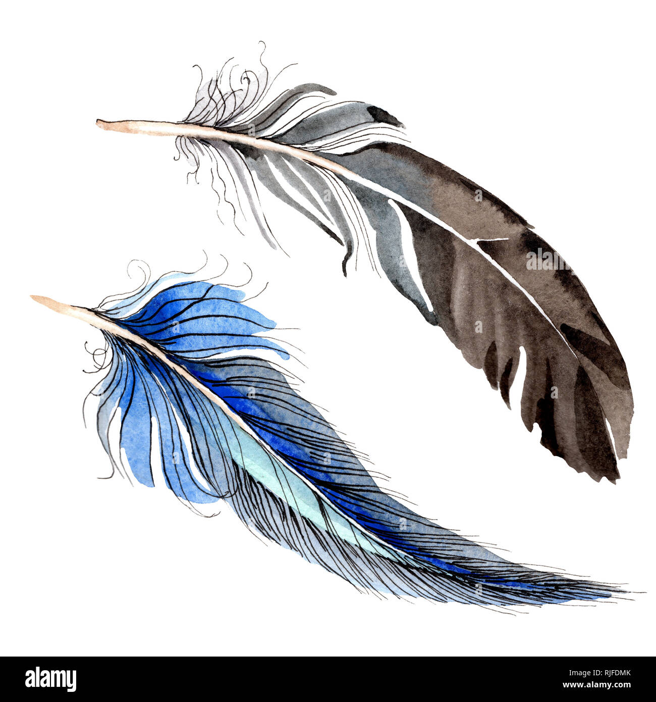 Laquarelle Bleue Et Noire Plume Doiseau De Wing Isolés