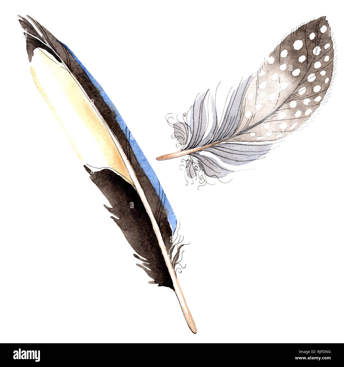 Laquarelle Bleue Et Noire Plume Doiseau De Wing Isolés