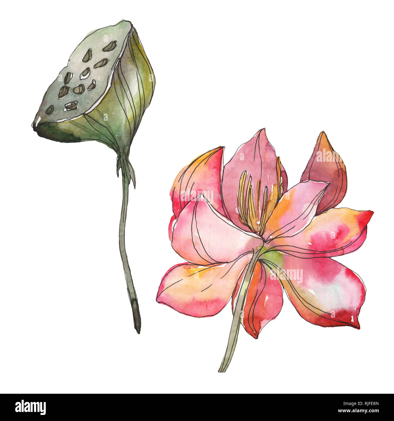 Lotus Rose Fleur Botanique Foral Lame De Ressort Sauvages