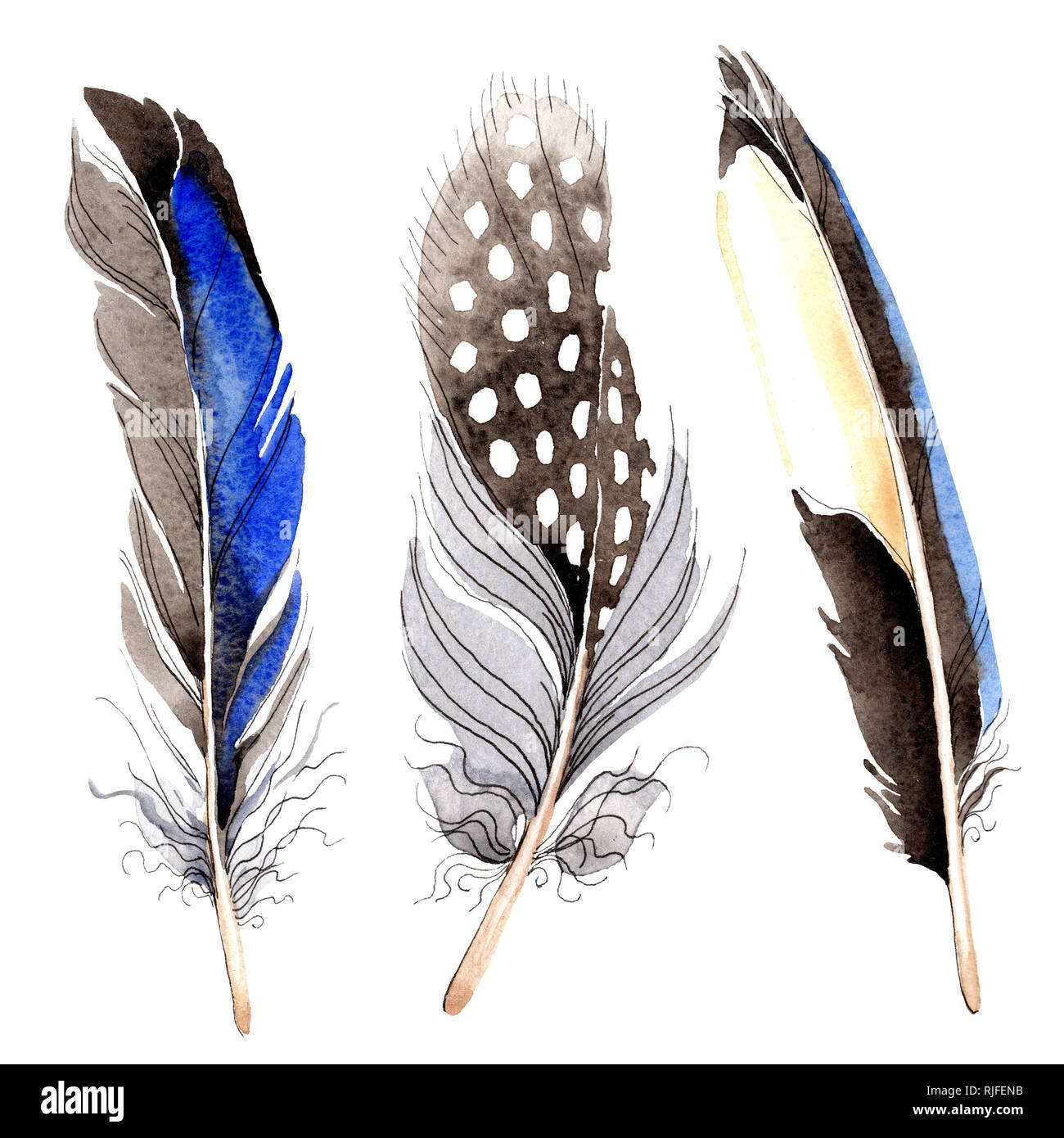Plume Doiseau De Wing Isolés Contexte Aquarelle