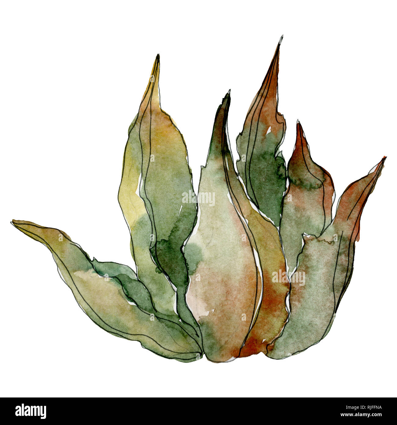 Hawaiian tropical exotique de l'été. Succulentes botaniques jungle. Contexte aquarelle illustration set. Aquarelle Dessin aquarelle de mode. S isolés Banque D'Images