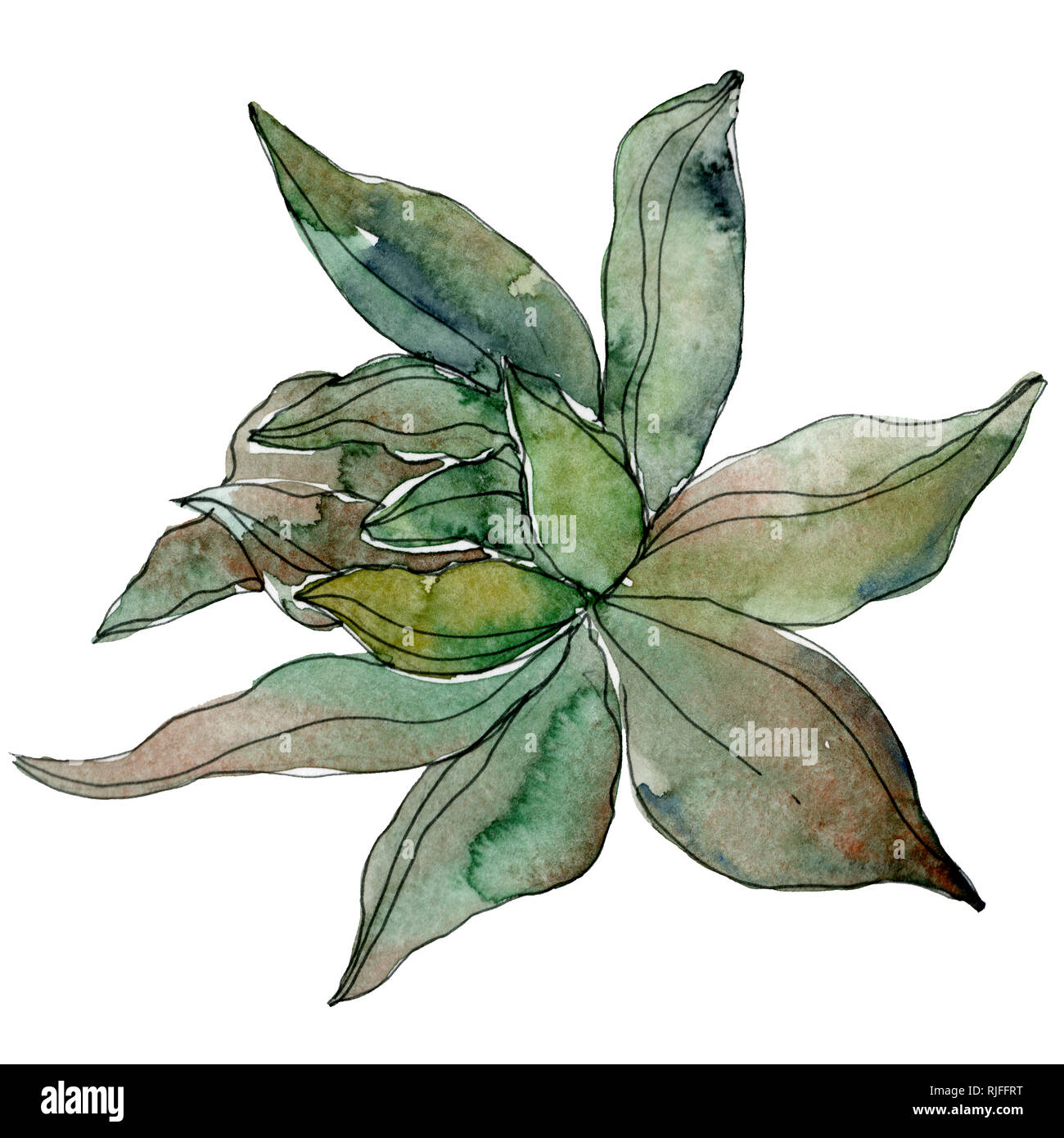 Hawaiian tropical exotique de l'été. Succulentes botaniques jungle. Contexte aquarelle illustration set. Aquarelle Dessin aquarelle de mode. S isolés Banque D'Images