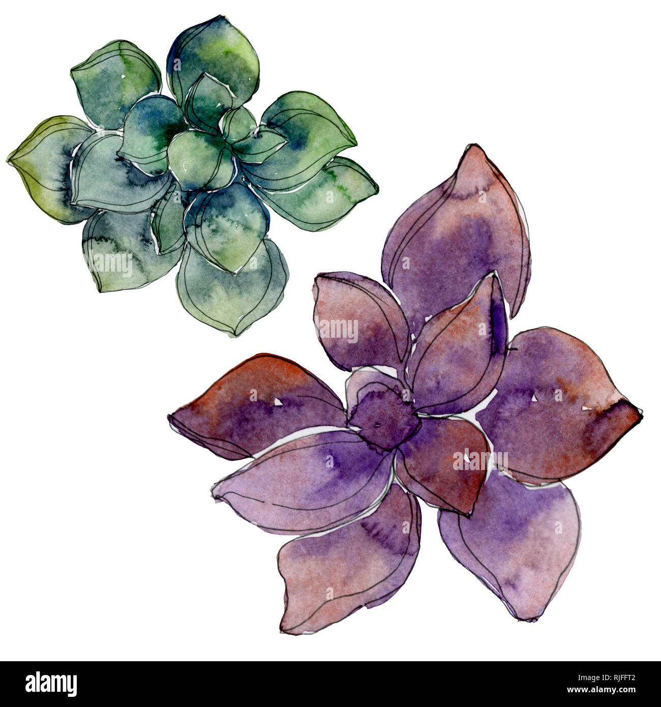 Hawaiian tropical exotique de l'été. Succulentes botaniques jungle. Contexte aquarelle illustration set. Aquarelle Dessin aquarelle de mode. S isolés Banque D'Images