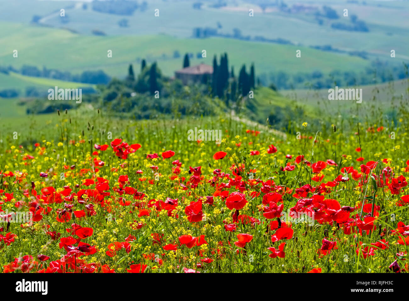 Vue aérienne sur un plat typique campagne toscane, dans le Val d'Orcia avec la ferme Podere Belvedere sur une colline, de champs, de cyprès et de coquelicots en fleurs rouges Banque D'Images