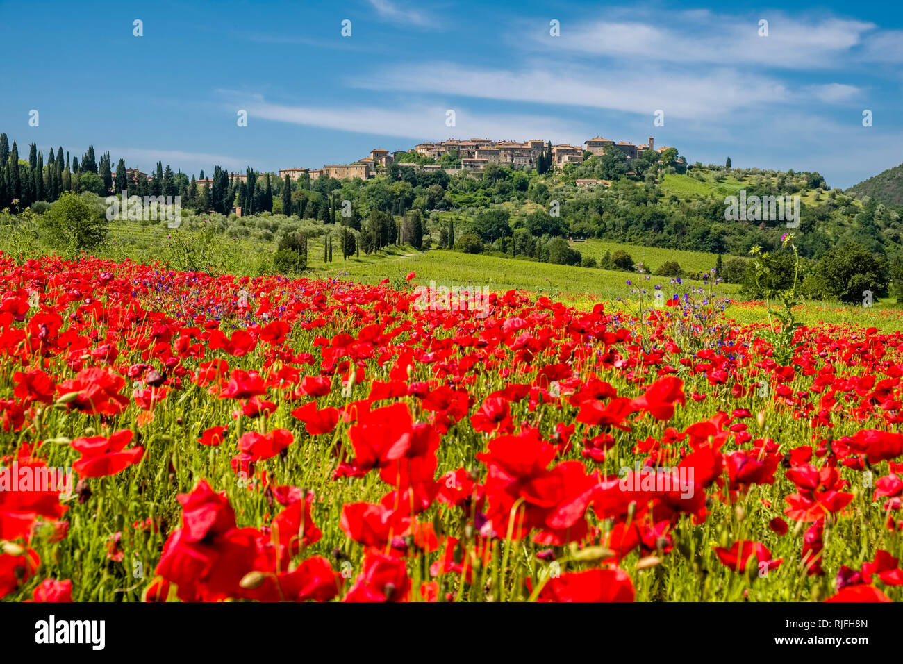 Vallonné typique campagne toscane avec champs, arbres, fleurs rouge coquelicot (Papaveraceae) et de la ville au sommet d'une colline Banque D'Images