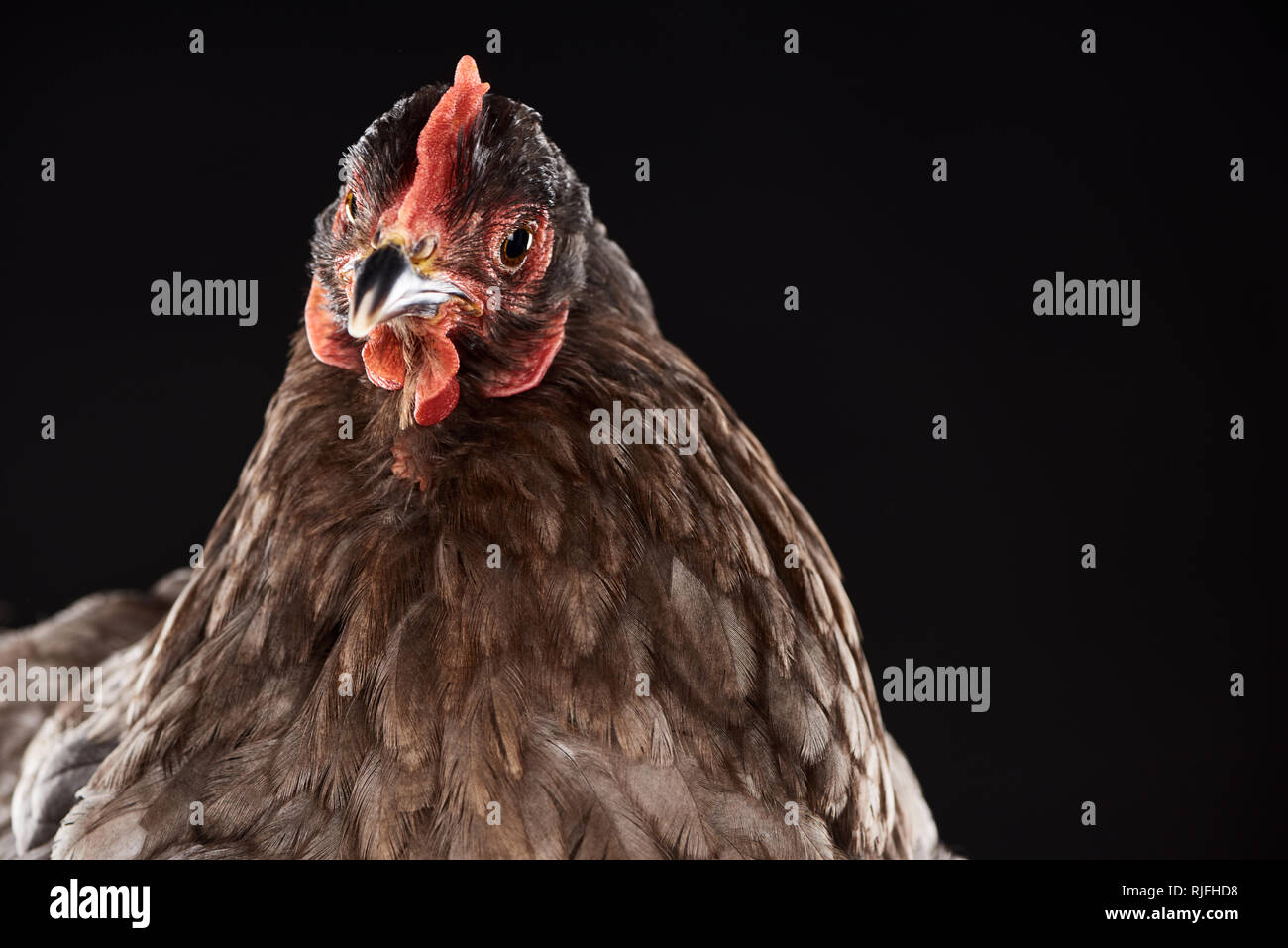 Close up de poulet de race noire sur isolés Banque D'Images