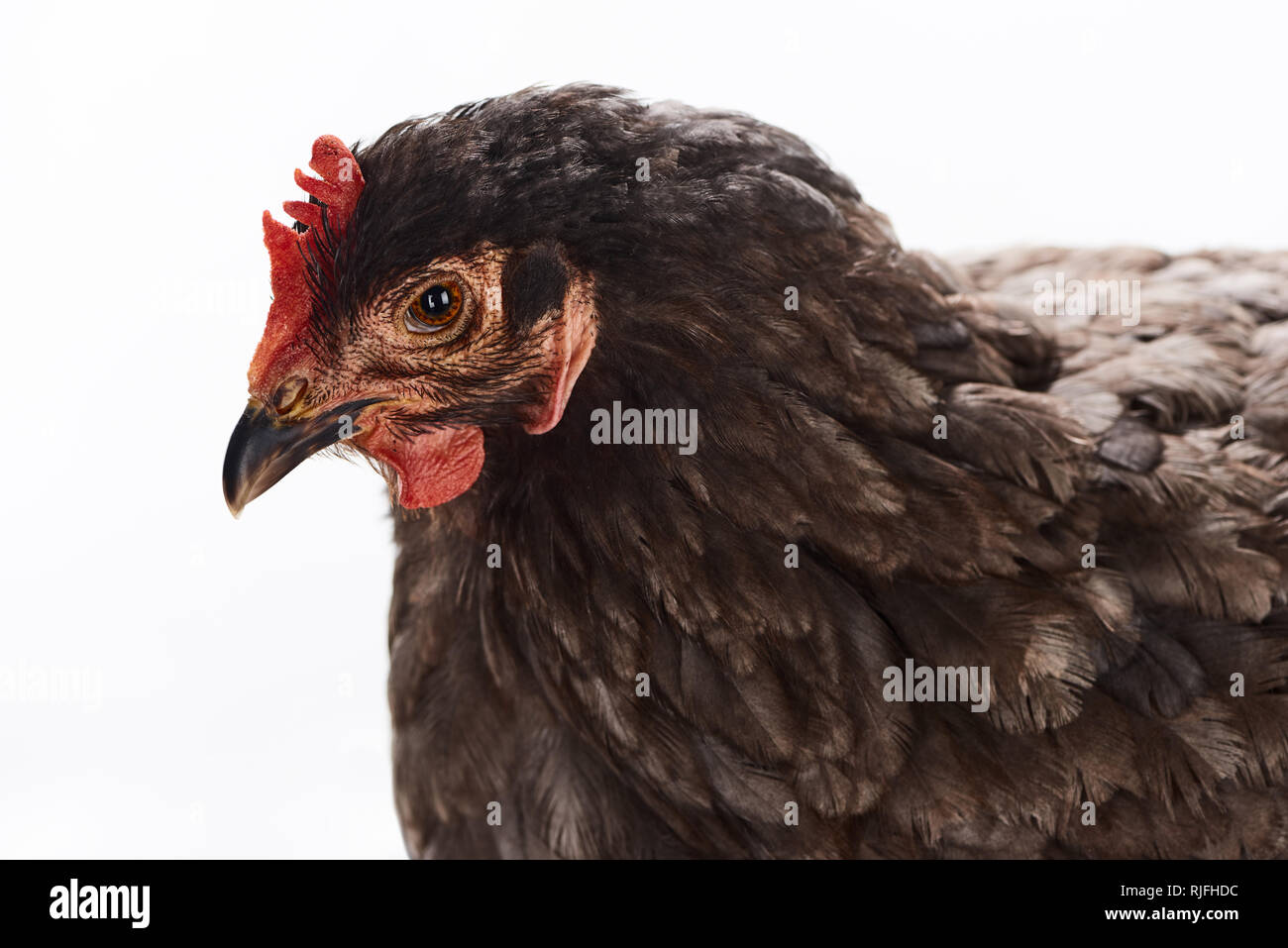 Close up de faire revenir le poulet de race isolated on white Banque D'Images