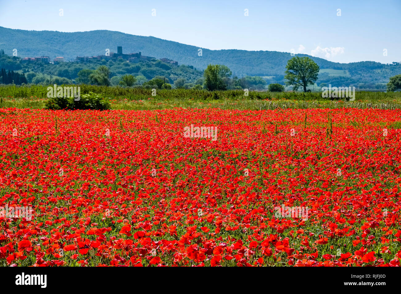 Vallonné typique campagne toscane avec champs, arbres et fleurs rouge coquelicot (Papaveraceae) Banque D'Images