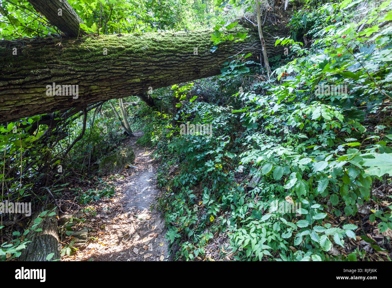 Un sentier de randonnée le long de la rivière Thaya, le chêne déchu dans le parc national de Thayatal, chêne en Autriche Banque D'Images