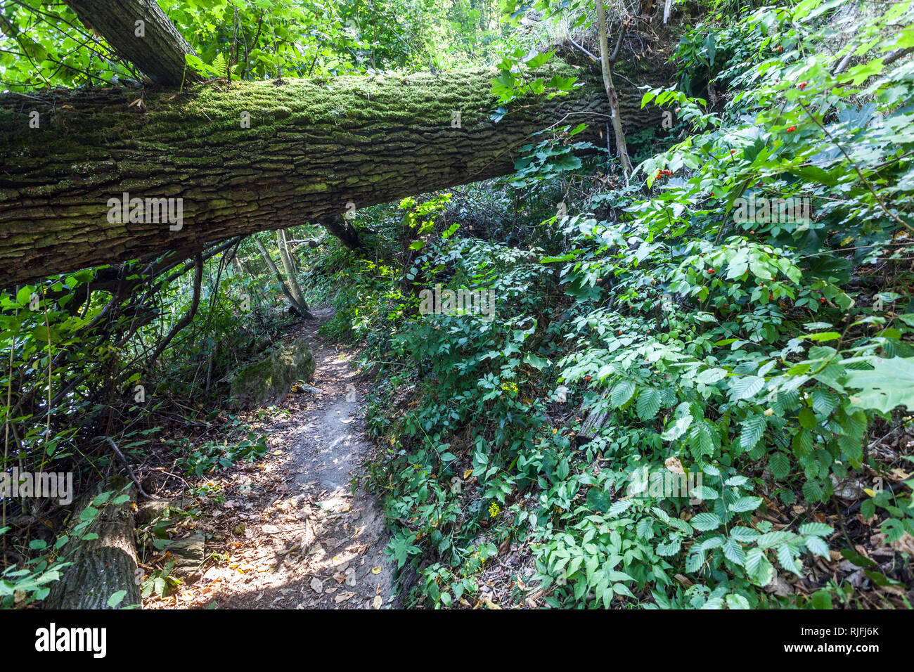 Un sentier de randonnée le long de la rivière Thaya, le chêne tombé dans le parc national de Thayatal, chêne Autriche arbre tombé Banque D'Images