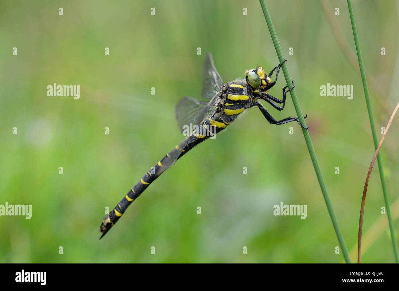 Golden-ringed Dragonfly (Cordulegaster boltonii) *** légende locale *** Banque D'Images