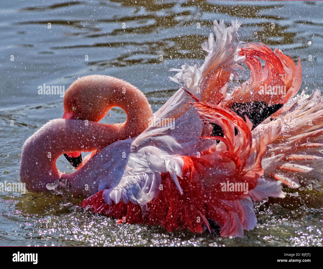 Camargue, flamants roses dans la réserve ornithologique du Pont de Gau (sud-est de la France) Banque D'Images