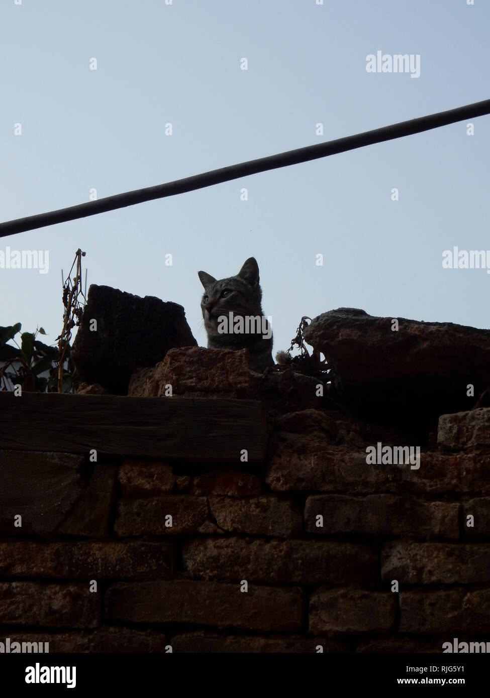 Un chat au-dessus du mur Banque D'Images