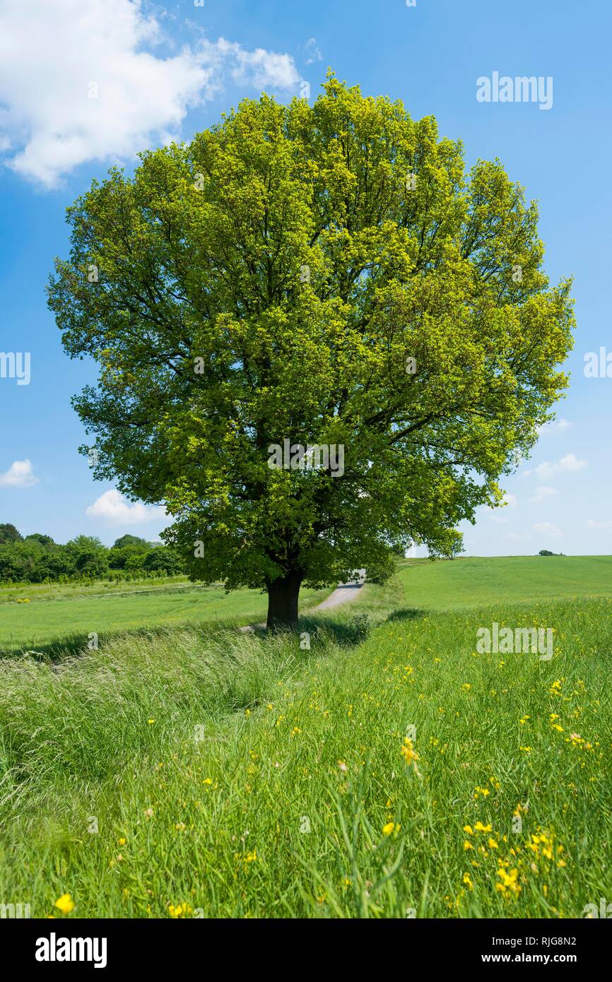 Chêne pédonculé (Quercus robur), arbre solitaire, Thuringe, Allemagne Banque D'Images