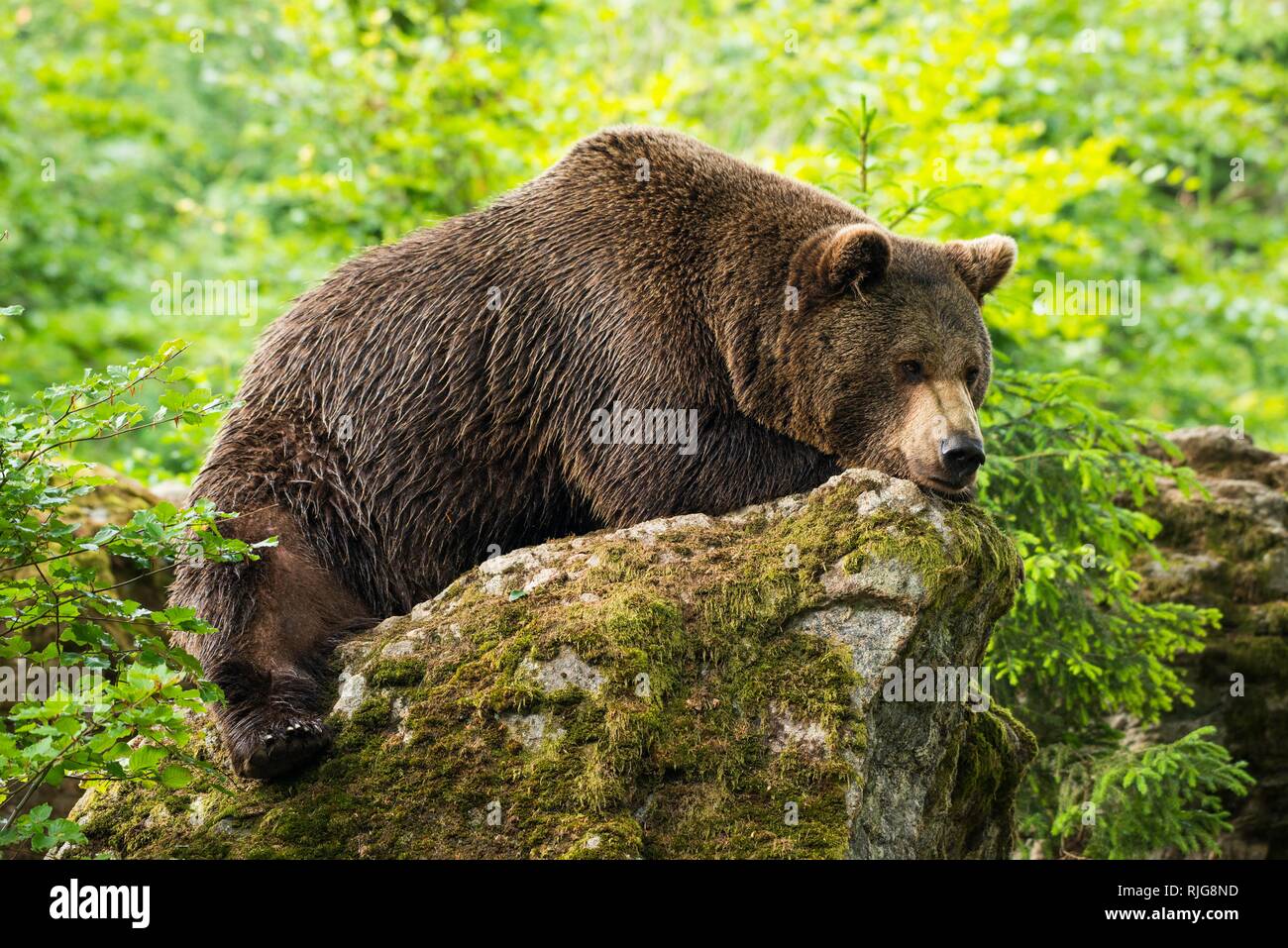 L'ours brun (Ursus arctos), allongé sur les rochers, le Parc National de la forêt bavaroise, Bavière, Allemagne Banque D'Images
