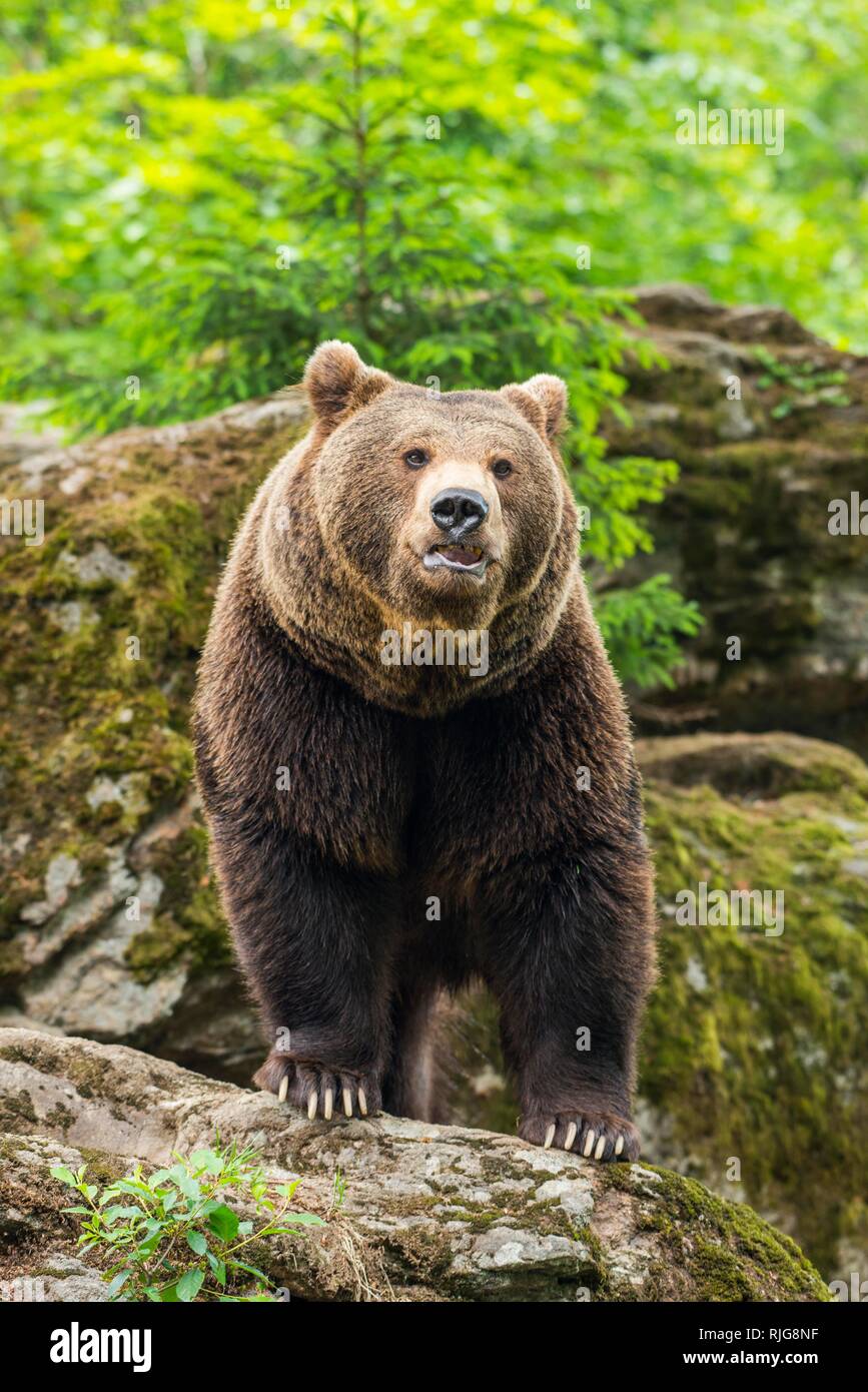 L'ours brun (Ursus arctos), debout sur les rochers, Parc National de la forêt bavaroise, Bavière, Allemagne Banque D'Images