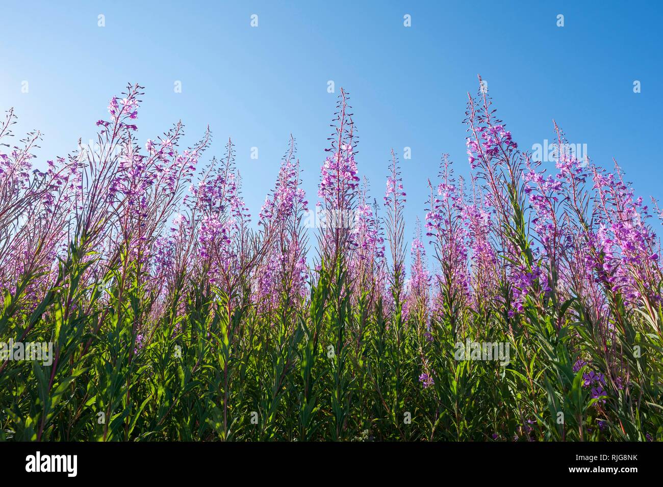 Blooming sally (Epilobium angustifolium), la floraison, la Réserve de biosphère de Rhön, Hesse, Allemagne Banque D'Images